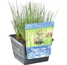 Binse Juncus inflexus im Topf