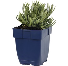 Lavendel in einem Topf