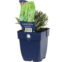 Lavendel Edelweiss im Topf