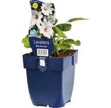 Lavatera Baby Barnsley im Topf
