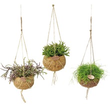 Kokodama-Ampel Set FloraSelf Korallenkaktus Mix Rhipsalis H 30-35 cm Ø 15 cm Topf