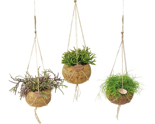 Kokodama-Ampel Set FloraSelf Korallenkaktus Mix Rhipsalis H 30-35 cm Ø 15 cm Topf Drei hängende Kokedamas mit verschiedenen Grünpflanzen in Kokosnussschalen