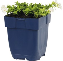 Blauer Blumentopf mit grünen Pflanzen und weißen Blüten