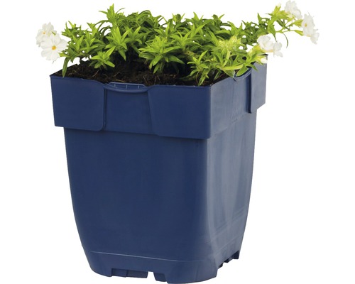 Blauer Blumentopf mit grünen Pflanzen und weißen Blüten