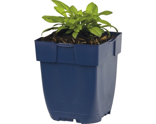 Blumentopf mit Pflanze in quadratischer Form