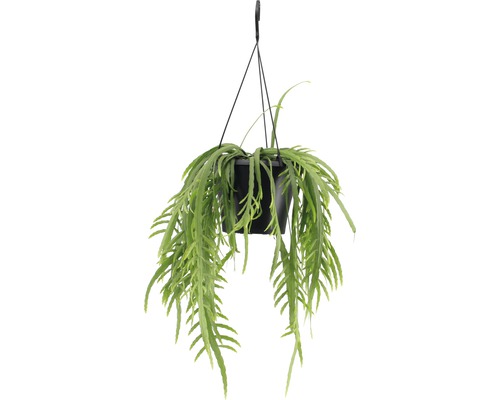 Blattkaktus Ampel FloraSelf Lepismium bolivianum in Blumenampel als Set, Höhe inkl Topf 20-30 cm Ø 17 cm Topf Hängepflanze mit grünen Blättern in einem schwarzen Topf