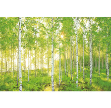 Birkenwald mit Sonnenlicht