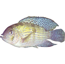Aquarienfisch Buntbarsch