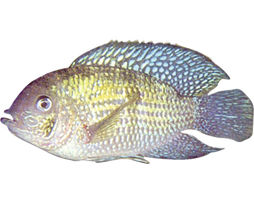 Aquarienfisch Buntbarsch