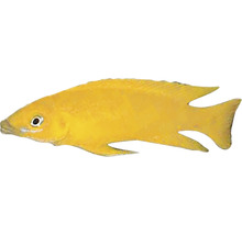 Gelber Zierfisch für Aquarien