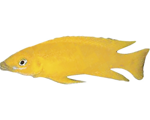 Gelber Zierfisch für Aquarien