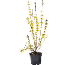 Forsythie im Topf mit gelben Blüten