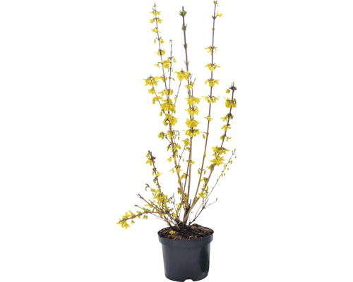 Forsythie im Topf mit gelben Blüten