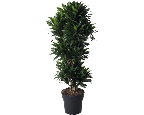 Strahlenaralie FloraSelf Schefflera compacta H 120-140 cm Ø 31 cm Topf verzweigt Drachenbaum Zimmerpflanze im Topf