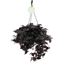 Hängepflanze mit gestreiften Blättern im Topf