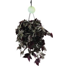 Hängepflanze mit gestreiften Blättern in einem Hängetopf