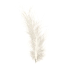 Vogelfeder