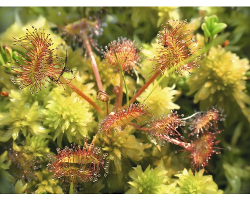 Sonnentau-Pflanze mit Insekten