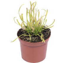 Sonnentau Pflanze im Topf