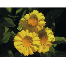 Nahaufnahme von Ringelblumenblüten