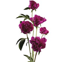 Strauß purpurroter Pfingstrosen mit grünen Blättern