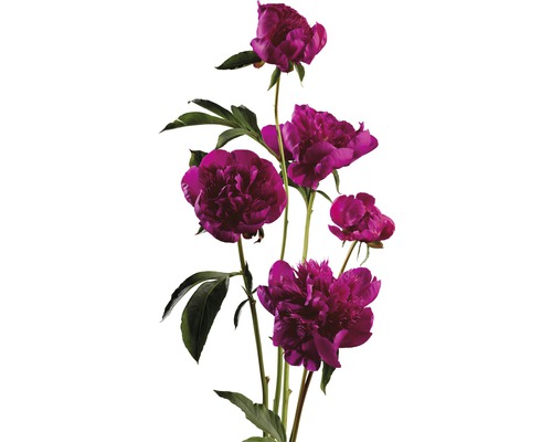 Strauß purpurroter Pfingstrosen mit grünen Blättern