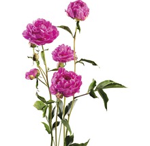 Strauß rosa Pfingstrosen mit grünen Blättern