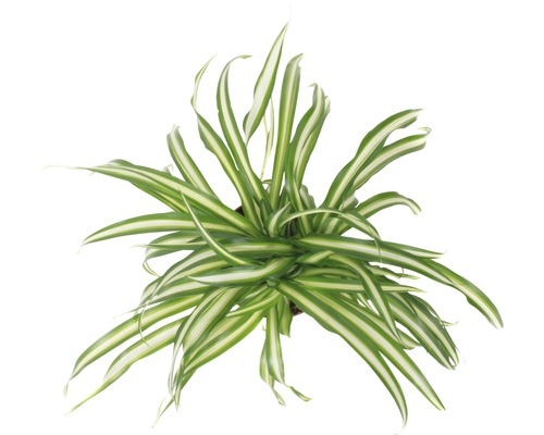 Grünlilie FloraSelf Chlorophytum comosum 'Atlantic' H 30-40 cm Ø 12 cm Topf