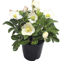 Christrose im Topf