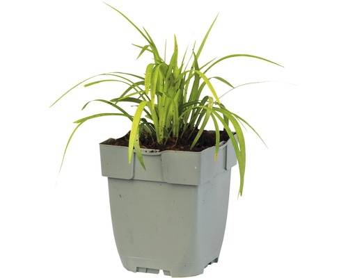 Zimmerpflanze im Topf mit länglichen Blättern