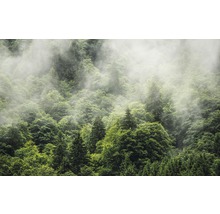 Dichter Wald mit Nebel
