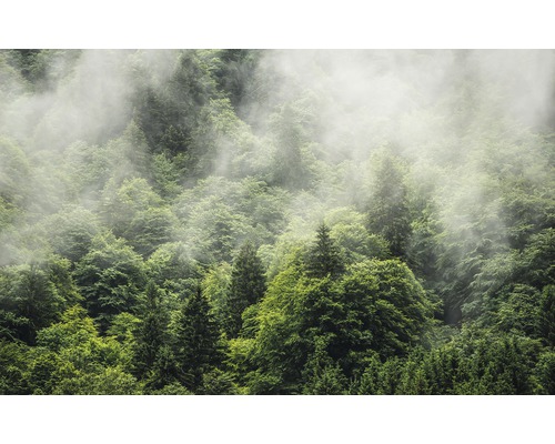 Fototapete Vlies PSH061-VD4 Pure Forest Land 4-tlg. 400 x 250 cm