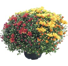 Chrysanthemenbusch mit roten und gelben Blüten