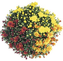 Chrysanthemenbusch mit mehrfarbigen Blüten