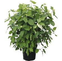 Ballhortensie 'Annabelle' FloraSelf Hydrangea arborescens 'Annabelle' Co 15 L buschig XXL Qualität