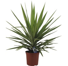 Palmlilie Yucca elephantipes 'Jewel' H 30-40 cm Ø 20 cm Topf