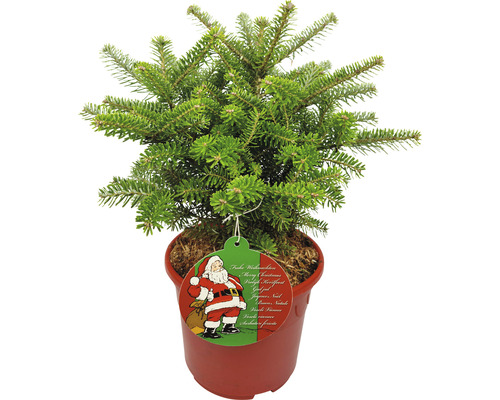 Koreatanne 'Molli' H 30-40 cm, Mini Weihnachtsbaum zur Pflanzung geeignet Co 3 L rot Kleine Nordmanntanne im Topf mit Weihnachtsetikett