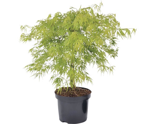 Japanischer Schlitzahorn FloraSelf Acer palmatum dissectum 'Viridis' H 40-60 cm Co 4 L