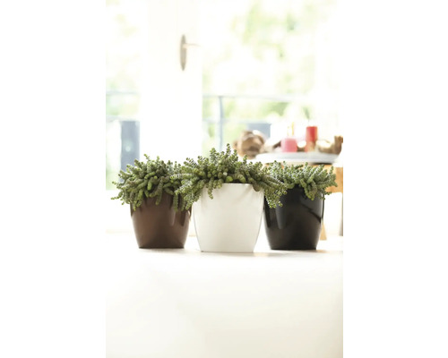 Drei Töpfe mit Sukkulenten stehen auf einem Tisch.