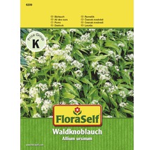 Bärlauch 'Waldknoblauch' FloraSelf samenfestes Saatgut Kräutersamen-thumb-0