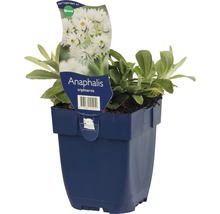Anaphalis triplinervis im Topf