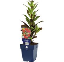 Lobelia im Topf