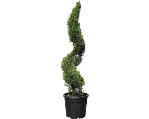 Formgehölz Gelbe Leyland-Zypresse Spirale FloraSelf Cupressocyparis leylandii 'Castlewellan Gold' H 100-130 cm Co 18 L