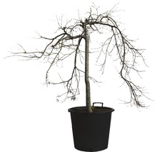 Japanischer Ahorn im Topf ohne Blätter