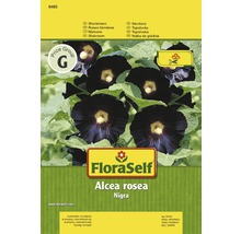Stockrose 'Nigra' FloraSelf samenfestes Saatgut Blumensamen