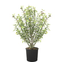 Zierapfelbaum in einem schwarzen Pflanzgefäß