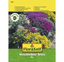FloraSelf Steingartenblumen Verschiedene Arten Mix