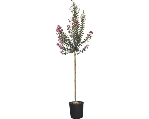 Kreppmyrte als Hochstamm im Topf