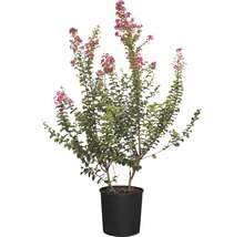 Kreppmyrte im Topf mit rosa Blüten