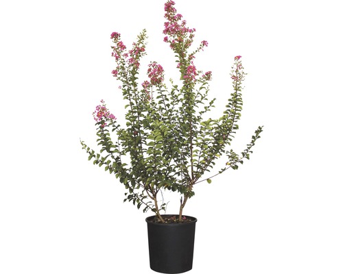 Kreppmyrte im Topf mit rosa Blüten